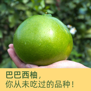 巴巴西柚 新鲜水果柚子6枚 孕妇可食当季时令水果水分充足酸甜整箱包邮