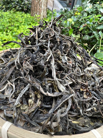 云南临沧大叶种古树普洱生茶昔归藤条茶