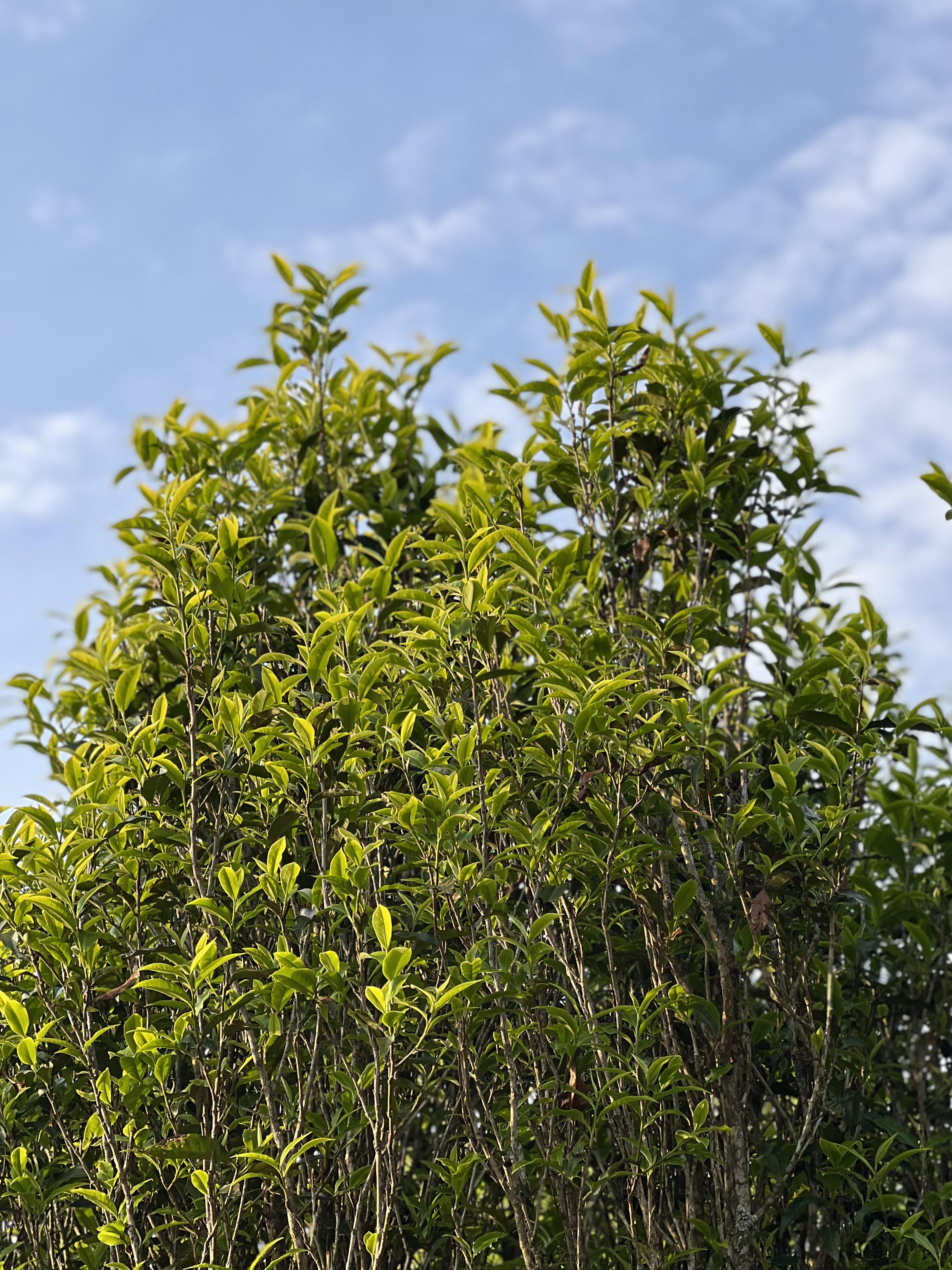 普洱茶树照片图片